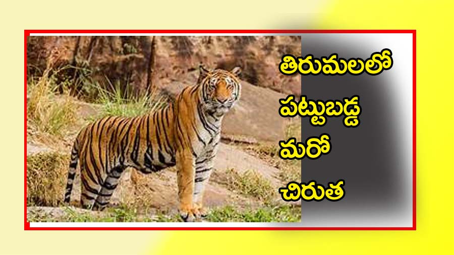తిరుమలలో పట్టుబడ్డమరో చిరుత
