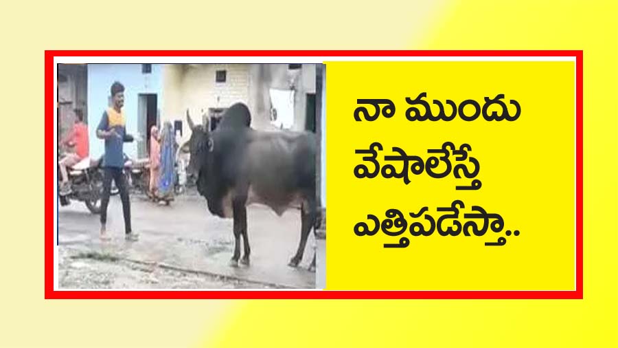 పెగ్గు మీద పెగ్గులేసి… వేషాలు వేస్తే..ఎత్తిప‌డేసిన ఎద్దు..త‌గిన శాస్తి జ‌రిగిదంటున్న నెటిజ‌న్లు..