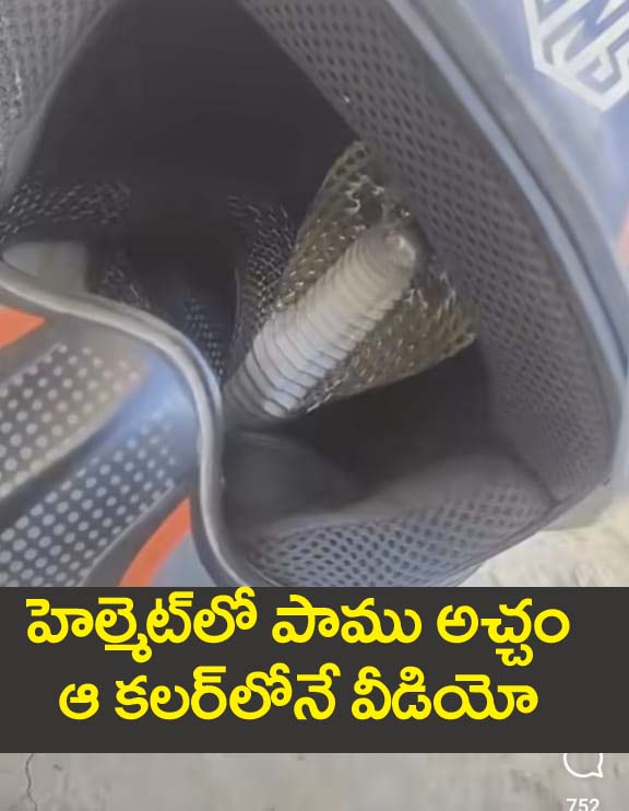 హెల్మెట్లో పాము.. అచ్చం ఆ క‌లర్‌లోనే ఉంది.. వీడియో వైర‌ల్