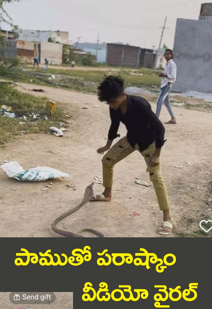 పామును రెచ్చ‌గొట్టే ప్ర‌య‌త్నం.. వీడియో వైర‌ల్