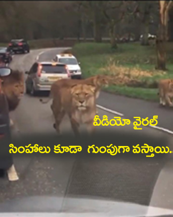నాన్నా సింహాలు కూడా గుంపుగా వ‌స్తాయి.. వీడియో వైర‌ల్