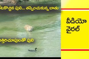 Tiger Duck Viral Video