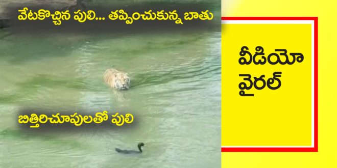 Tiger Duck Viral Video