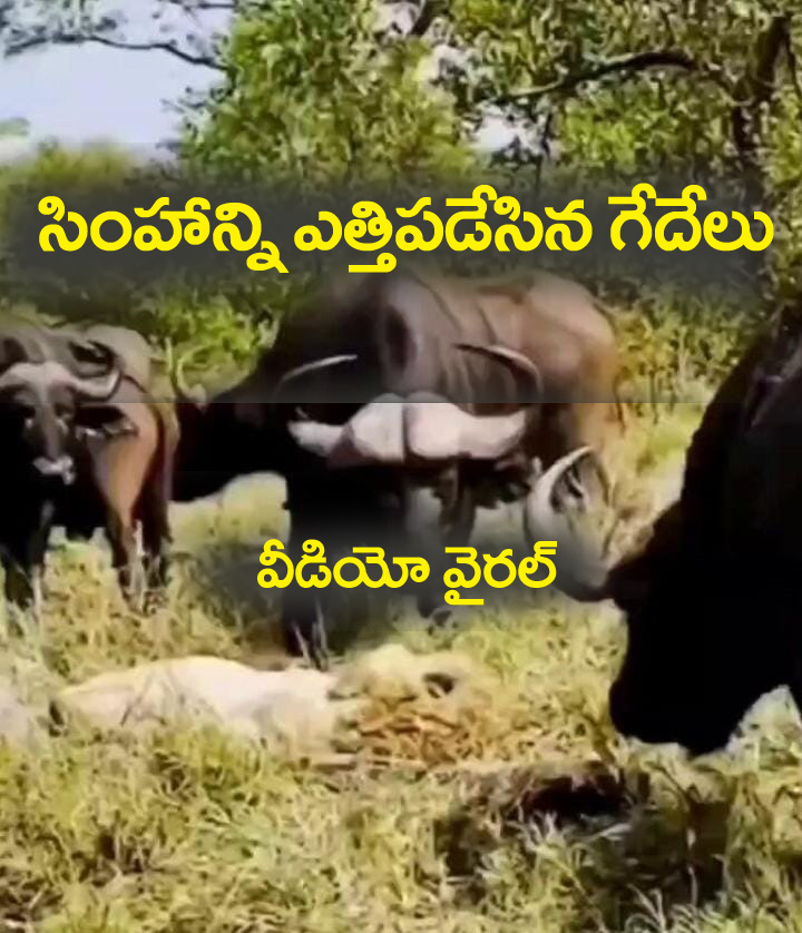 సింహాన్ని ఎత్తిపడేసిన గేదేలు.. వీడియో వైర‌ల్