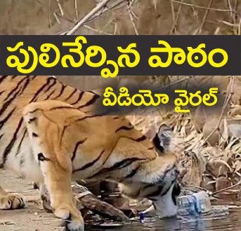 Tiger Viral video