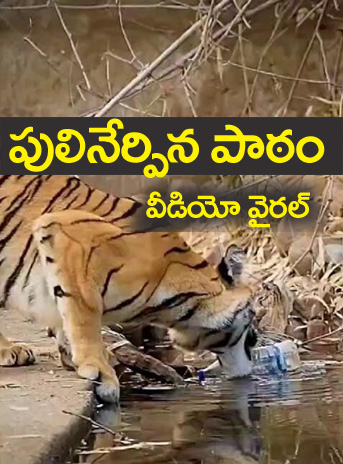 Tiger Viral Video” మాన‌వా ఇటు చూడు.. పులి నేర్పిన పాఠం