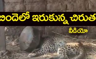 Cheetah Viral Video