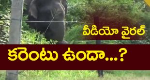 Elephant Viral Video