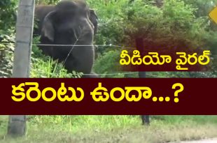 Elephant Viral Video