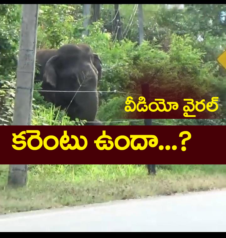 Elephant Viral Video