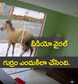 Horse Viral Video"