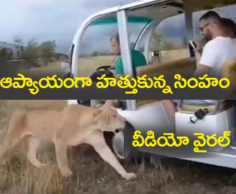 Lion viral video"