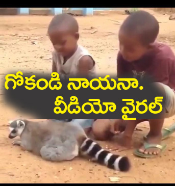 lemur Video” గోకండి నాయ‌న‌.. అడిగి మ‌రీ.. అడ‌వి జంతువు వీడియో వైర‌ల్