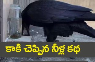 Crow Viral Video