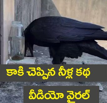 Crow Viral Video