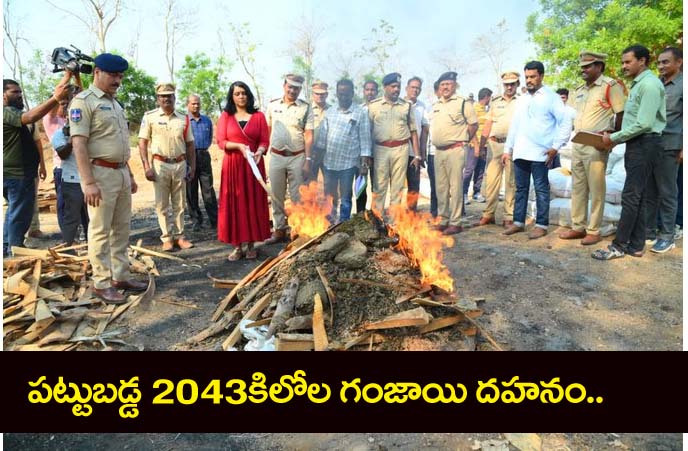 Ganja”పట్టుబడ్డ 2043 కిలోల గంజాయి దహనం