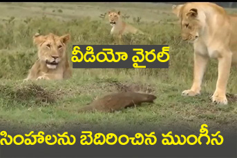 Lion Viral Video