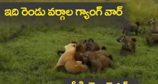 Lione Attacked By Hyena"