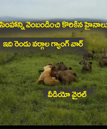Lione  Attacked  By  Hyena” సింహాన్ని ప‌రిగెత్తించి కొరికిన హైనాల గుంపు.. త‌రువాత ఏమైదంటే.. వీడియో వైర‌ల్..