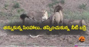 Lions Fight