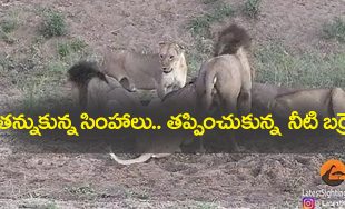 Lions Fight