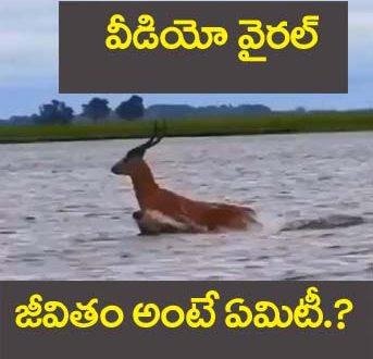 Deer Viral Video
