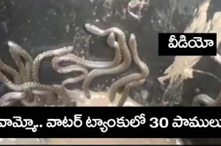 Snake Viral Video