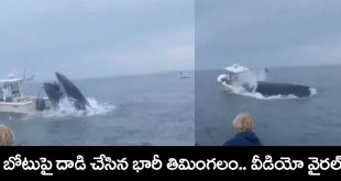 Whale Viral Video