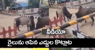 bulls fight Viral video