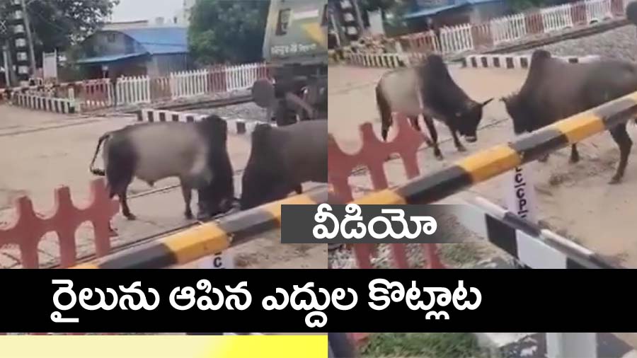 bulls fight Viral video