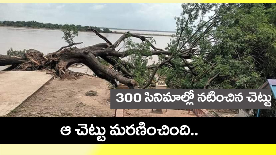 Kumaradevam Tree” ఆ చెట్టు మ‌ర‌ణించింది… మూడు వంద‌ల సినిమాల్లో న‌టించిన చెట్టు