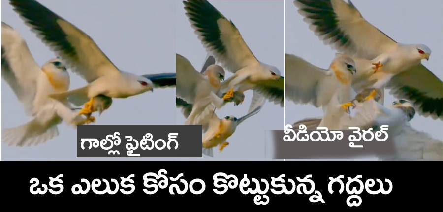 Eagle Fighting” గాల్లో ఫైటింగ్‌.. ఎలుక కోసం కొట్టుకున్న మూడు తెల్ల‌గ‌ద్ద‌లు