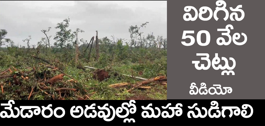 Medaram Tornado” మేడారం అడ‌వుల్లో మ‌హా సుడిగాలి.. నేల‌కొరిగిన వేలాది చెట్లు.. వీడియో