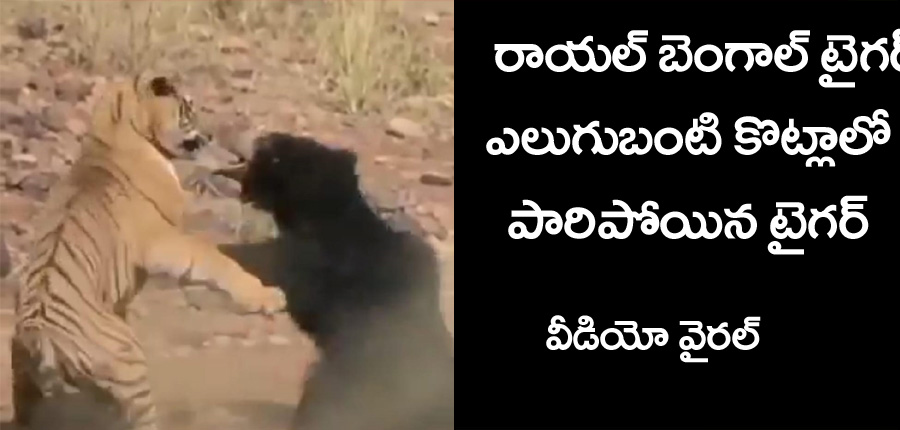Royal Bengal Tiger Video” ఎలుగుబంటి, చిరుత‌పులి కొట్లాటలో.. పులి పారిపోయింది.. వీడియో వైర‌ల్