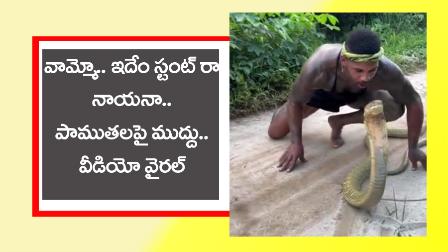 Cobra Viral Video” ఒళ్లు జ‌ల‌ద‌రించే స్టంట్‌… భారీ నాగు పాము త‌ల‌పై ముద్దు… వీడియో వైర‌ల్