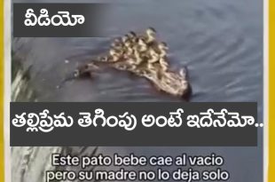 Duck viral video