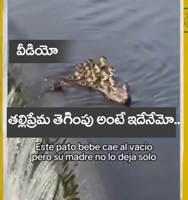 Duck viral video