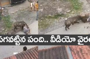 Pig Viral Video