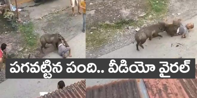 Pig Viral Video