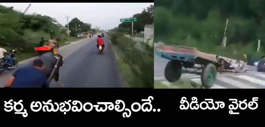 Video Viral”క‌ర్మ అనుభ‌వించాల్సిందే.. ఆక‌తాయిల‌కు బుద్ది చెప్పిన దున్న‌పోతు.. వీడియో వైర‌ల్