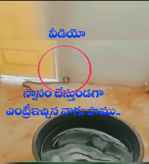 వైర‌ల్ వీడియో, పాము, ట్రెండింగ్‌,