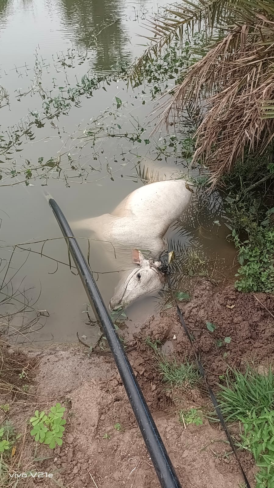 Loses cow” కరెంట్ షాక్‌తో ఆవు మృతి 