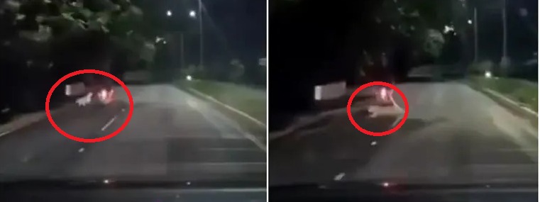 Tirupati Leopard” బైక్ వెళ్తుంటే చిరుత దాడి తిరుప‌తిలో ఘ‌ట‌న.. వీడియో