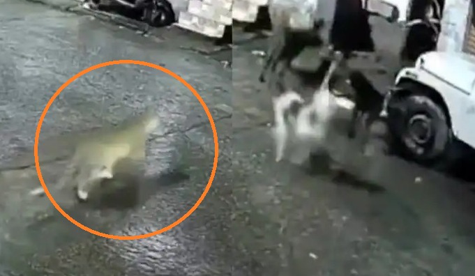 Video Viral”పిల్లి అనుకుని వెంబడించాయి.. కానీ అది ఏంటో చూసి… వీడియో వైర‌ల్